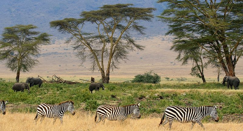 Sumber : http://commons.wikimedia.org/wiki/File:Zebras,_Serengeti ...